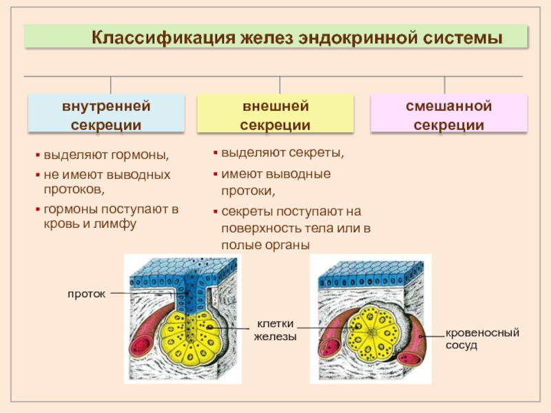 Железы смешанной секреции имеют протоки. Железы внутренней секреции классификация. Классификация желез внутренней и внешней секреции. Классификация желез по типу секреции. Классификация желез внешней секреции у животных.