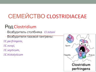 Семейство Clostridiaceae