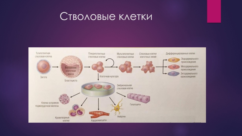 Первое определение клетки