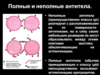 Полные и неполные антитела