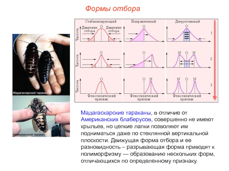 Фото дизруптивный отбор