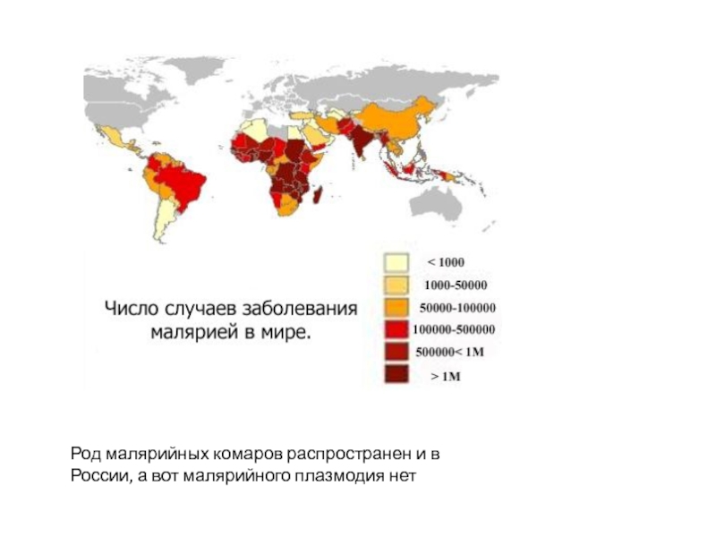 Род малярийных комаров распространен и в России, а вот малярийного плазмодия нет