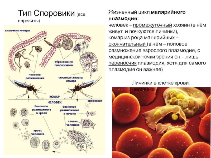 Тип Споровики (все паразиты)Жизненный цикл малярийного плазмодия:человек – промежуточный хозяин (в