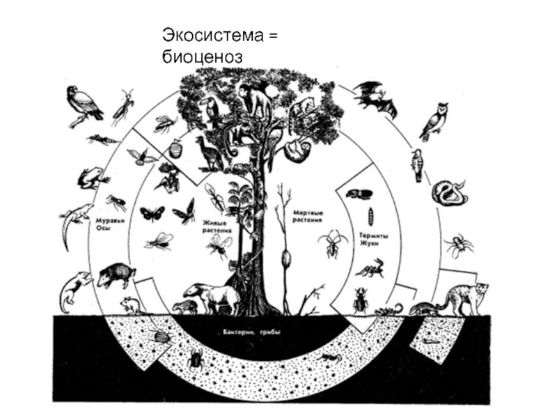 Экосистема = биоценоз