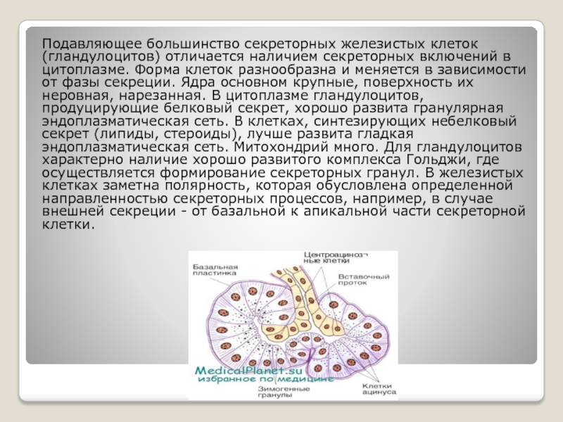 Схема секреторного цикла железистой клетки. Типы секреции железистых клеток. Фазы секреции гландулоцитов. Гистофизиология секреторного процесса.