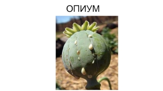 Опиум