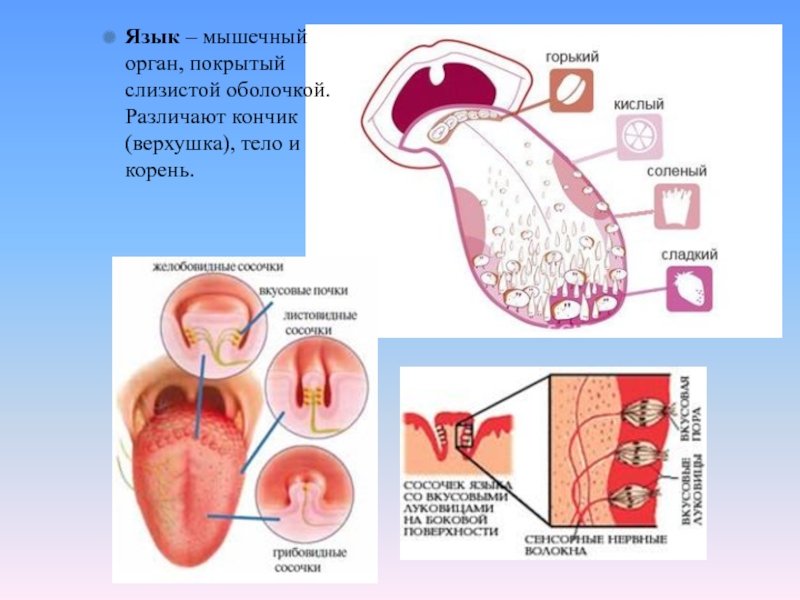 Органы на языке расположение картинки