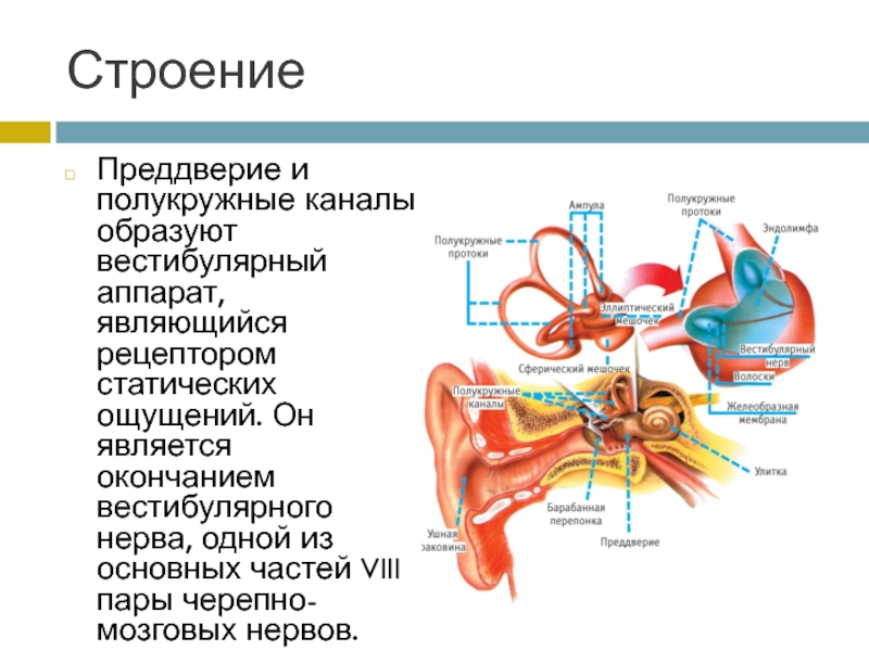 Полукружные каналы внутреннего уха расположены. Строение вестибулярного аппарата. Преддверие и полукружные каналы.