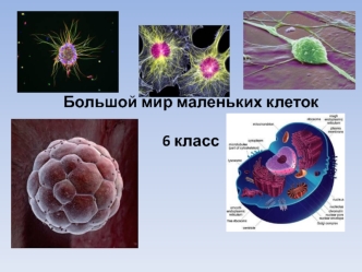 Большой мир маленьких клеток. (6 класс)