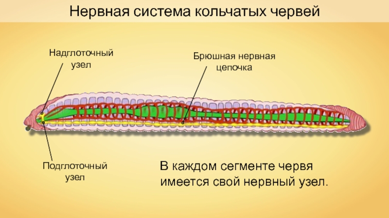 Строение нервной системы червей. Нервная система система кольчатых червей. Нерв система кольчатых червей. Нервная система кольчатых червей. У кольчатых червей есть нервная система.