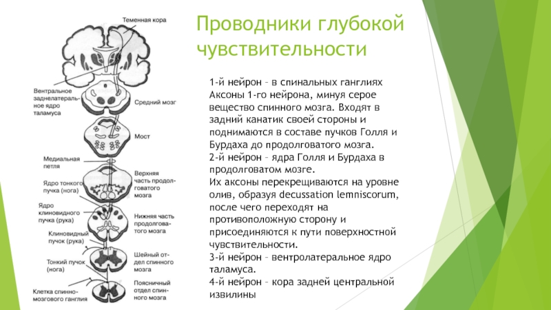 Проводники поверхностной чувствительности