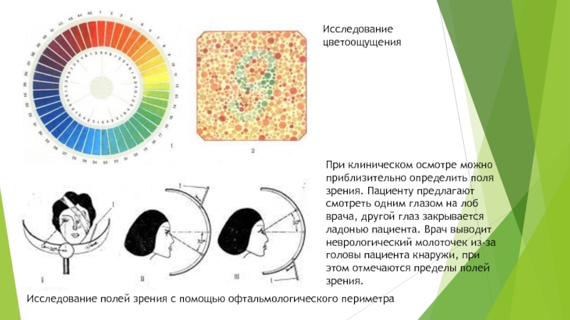 Поль зрение