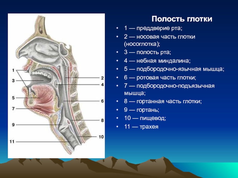 Схема носоглотки человека