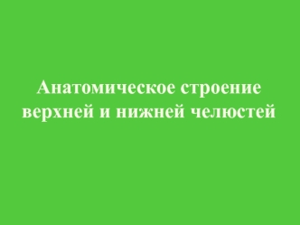 Анатомическое строение верхней и нижней челюстей