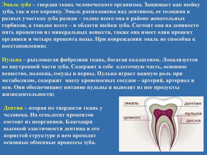 В чем особенность строения дентина какую функцию. Строение зуба эмаль дентин.
