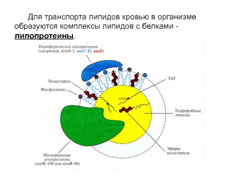 Липиды и липопротеины. Общая схема строения липопротеинов. Строение липопротеидов биохимия. Липопротеины функции биохимия. Строение липопротеинов ЛП.