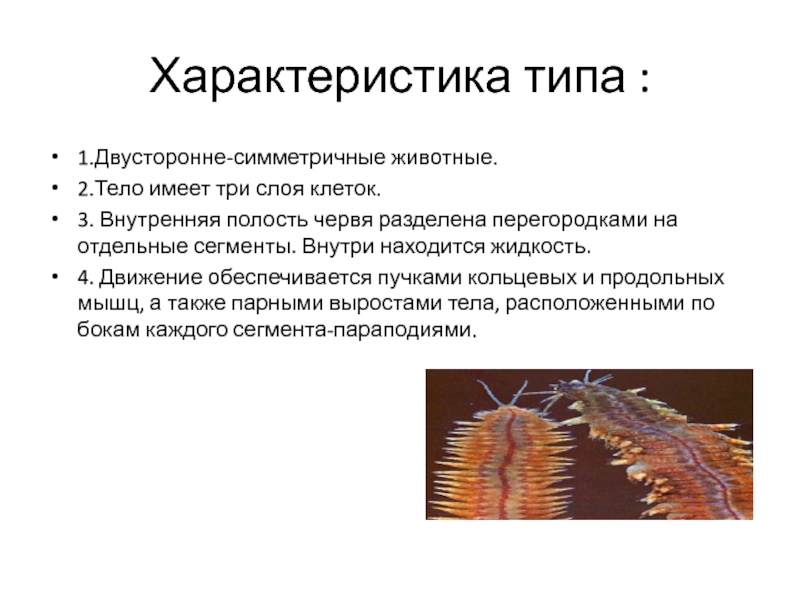 Тело червей разделено на. Полость кольчатого червя. Полость тела разделена перегородками у кольчатых червей. Двусторонне симметричные черви. Кольчатые черви двусторонне-симметричные животные.
