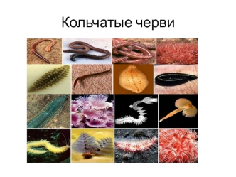 Кольчатые черви