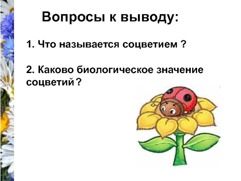 Каково биологическое значение. Каково биологическое значение соцветия. Роль соцветий. Биологическая роль соцветий. Каково значение соцветий.