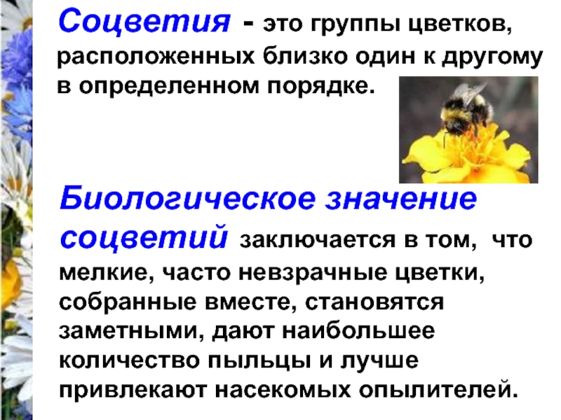 Собирать значение. Биологическое значение соцветий. Соцветия это группы цветков расположенных. Биологический смысл соцветий. Каково биологическое значение соцветия.