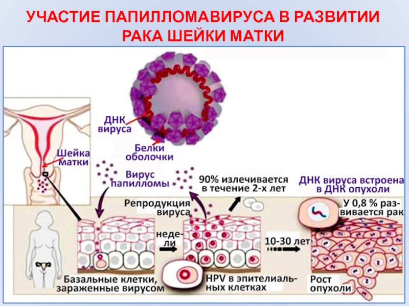Папиллома человека 16 18 тип. Патогенез папилломавирусной инфекции. ВИУС папиломы человека.