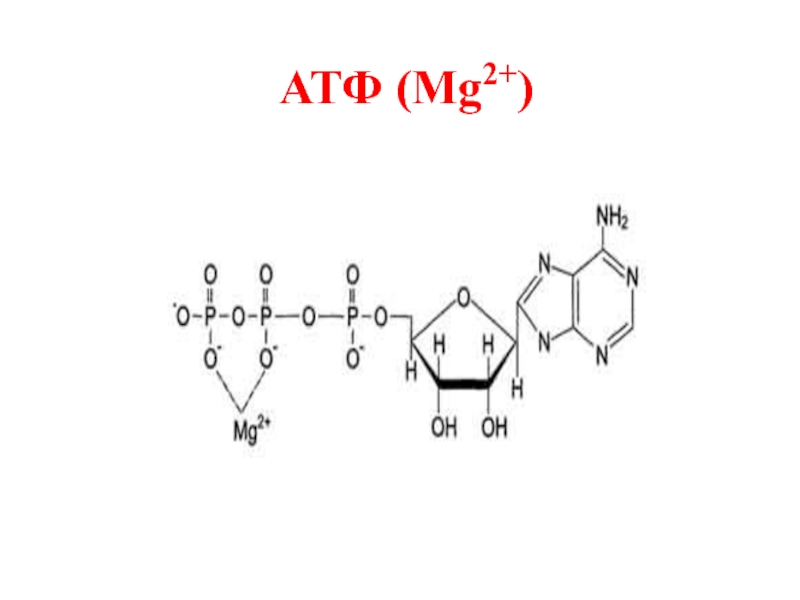 Материал атф. АТФ кофермент. Металлоферменты отдельные представители.. Mg2+, Gly-. Mg2+, Gly- комплекс.