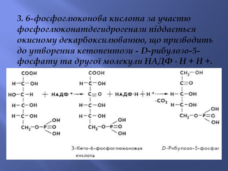 3. 6-фосфоглюконова кислота за участю фосфоглюконатдегидрогенази піддається окисному декарбоксилюванню, що призводить