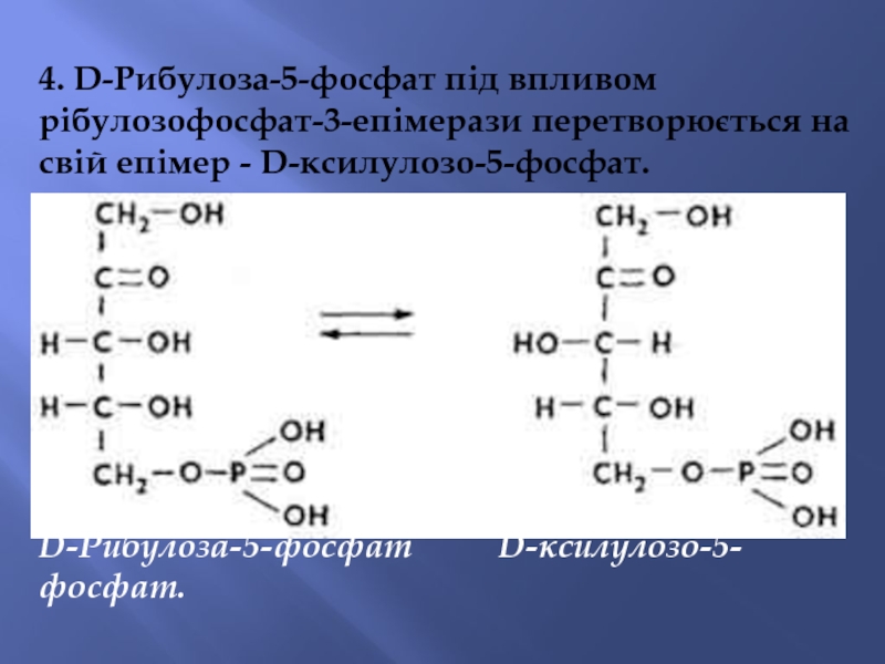 4. D-Рибулоза-5-фосфат під впливом рібулозофосфат-3-епімерази перетворюється на свій епімер - D-ксилулозо-5-фосфат.D-Рибулоза-5-фосфат     D-ксилулозо-5-фосфат.