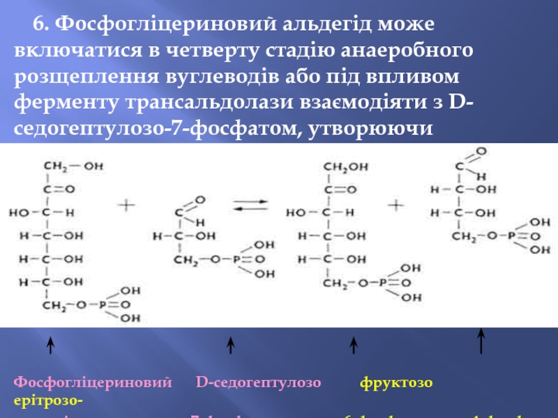 6. Фосфогліцериновий альдегід може включатися в четверту стадію анаеробного розщеплення вуглеводів