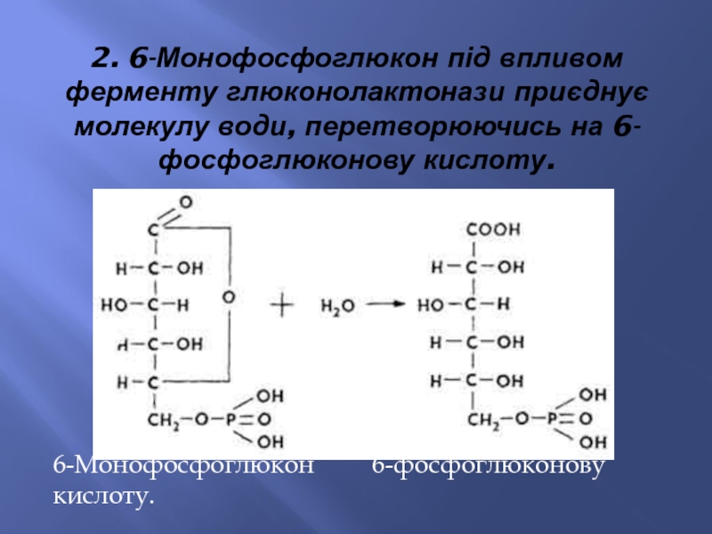 2. 6-Монофосфоглюкон під впливом ферменту глюконолактонази приєднує молекулу води, перетворюючись на
