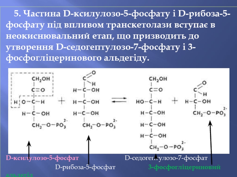 5. Частина D-ксилулозо-5-фосфату і D-рибоза-5-фосфату під впливом транскетолази вступає в неокиснювальний