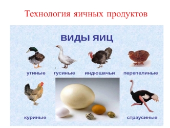 Технология яичных продуктов. Виды яиц