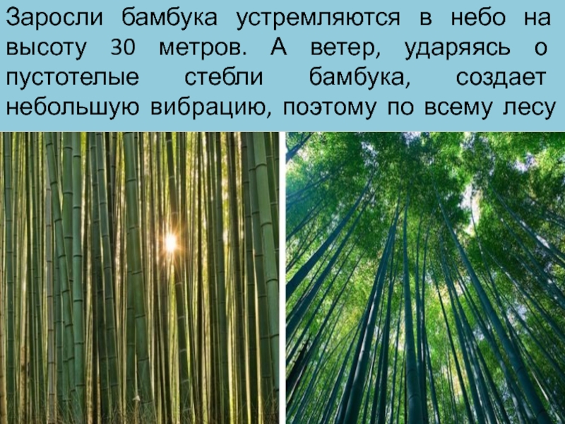 На сколько растет бамбук за сутки. Высота бамбука. Бамбук растёт со скоростью. Насколько быстро растет бамбук. Рост бамбука за сутки.