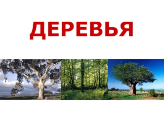 Деревья. Виды деревьев