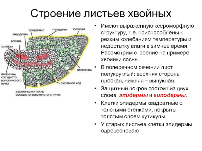 На рисунке изображено поперечное сечение листа рассмотрите рисунок и дополните текст