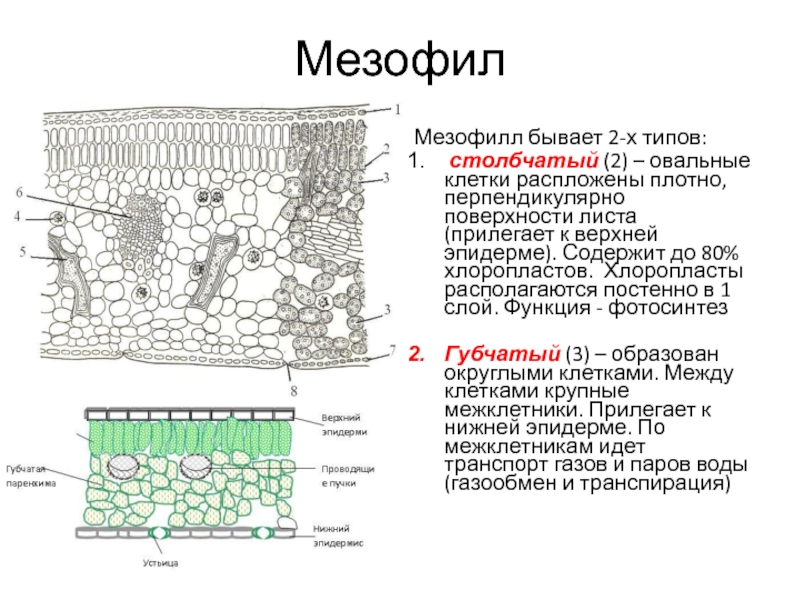 Мезофилл листа клетки