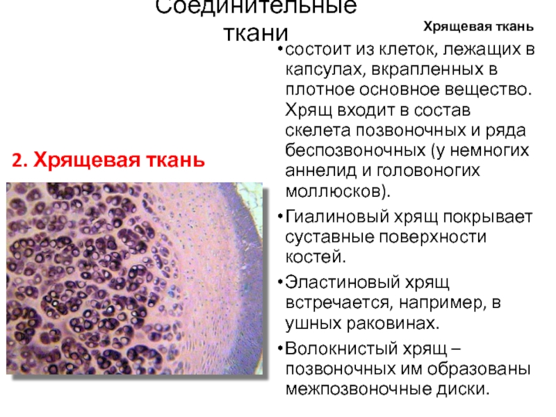 Какие ткани входят в состав