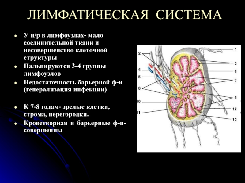 Забрюшинные лимфоузлы где находятся у мужчин фото