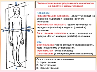 Оси и плоскости.Строение трубчатой кости