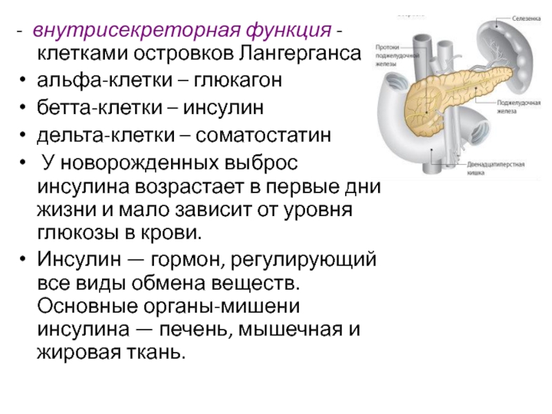 Инсулин гормон клеток островков лангерганса