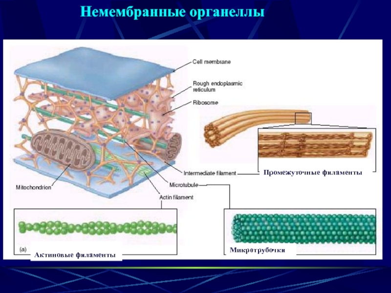 Цитоскелет клетки какой органоид. Немембранные органеллы клетки цитоскелет. Микротрубочки и актиновые филаменты. Микротрубочки актиновые филаменты промежуточные филаменты. Микротрубочки немембранный органоид.