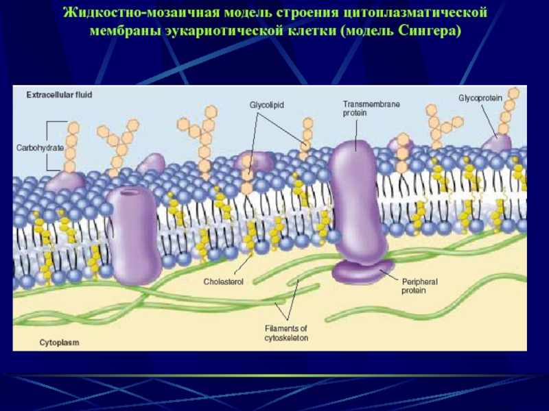 Модель мембраны клетки. Жидкостно-мозаичная модель строения цитоплазматической мембраны. Жидкостно-мозаичная липопротеиновая модель мембраны. Жидкостно-мозаичная структура мембран. Жидкостно кристаллическая модель мембраны.