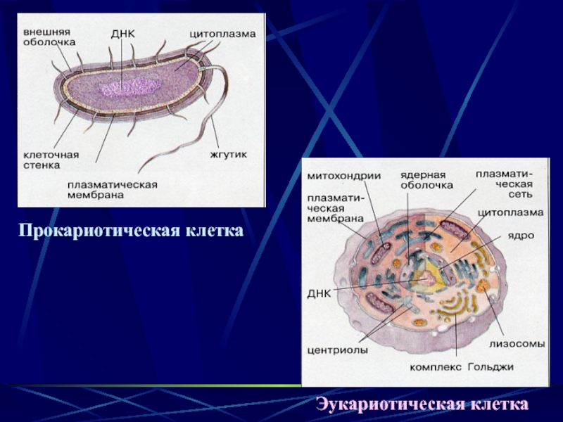 В состав эукариотической клетки входят. Прокариотическая клетка. Цитоплазма прокариотической и эукариотической клетки. Форма прокариотической клетки. Структурно-функциональная организация прокариотической клетки.