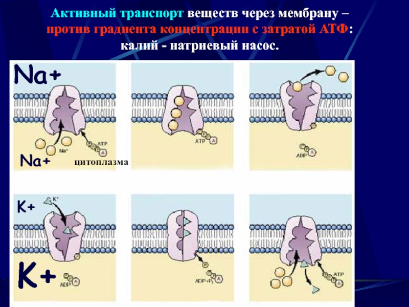Активный транспорт веществ. Активный транспорт веществ через мембрану. Активный транспорт калий-натриевый насос. Калий натриевый насос транспорт веществ через мембрану. Калий натриевый насос.