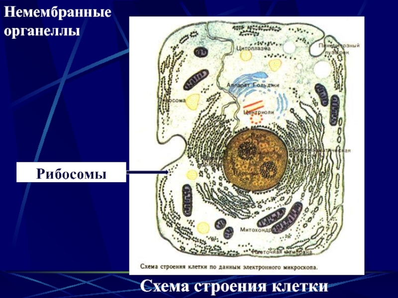 Строение клеток мембранные органоиды. Схема строения органоидов клетки. Немембранные органеллы клетки строение. Немембранные органоиды клетки строение. Немембранные органеллы микроворсинки реснички жгутики.