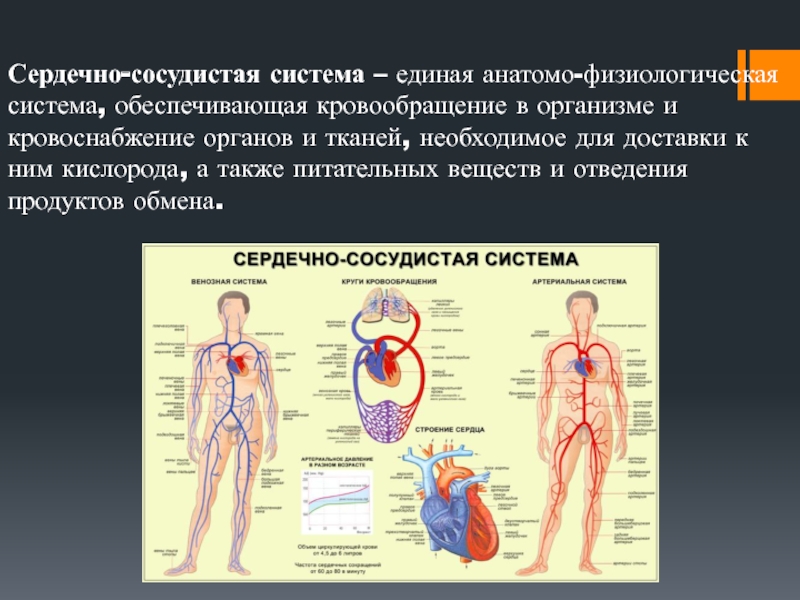 Состояние органов и физиологических систем. Искусственное кровообращение обеспечивается сжиманием сердца.