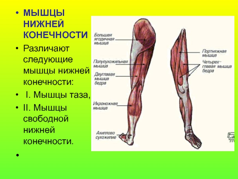 Мышцы нижних конечностей стопы. Мышцы нижней конечности вид сбоку. Мышцы нижних конечностей человека анатомия. Основные мышцы нижней конечности анатомия.