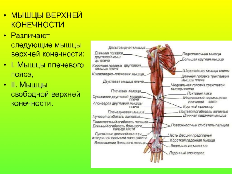 Мышцы пояса верхней конечности. Мышцы дистального сегмента свободной верхней конечности. Мышцы свободного отдела верхней конечности. Мышцы пронаторы верхней конечности. Мышцы верхней конечности и пояса верхней конечности.