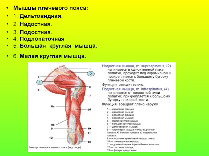 Надостная мышца плеча фото где находится