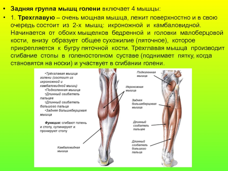 Группы мышц голени. Поверхностные мышцы задней области голени. Трехглавая мышца нижней конечности. Поверхностные сгибатели голени. Мышцы пронирующие голень.